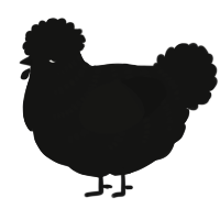A black chicken with a half-bar pattern