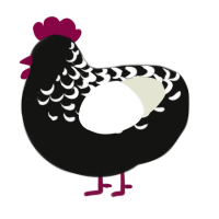 Gray, a black and white chicken with a half-lace pattern