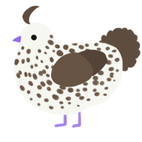A white and bark chicken with a speckle pattern
