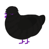 Black Raspberry, a sable and black chicken with a bar pattern