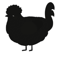 A black chicken with a lace pattern