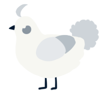 A white and mist chicken