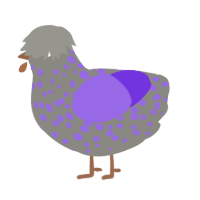 Lucky, a ash and blurple chicken with a speckle pattern