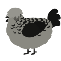 A ash and black chicken with a half-lace pattern
