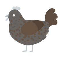 A grey and bark chicken with a speckle pattern