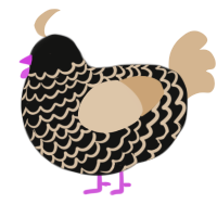 Binah, a black and beige chicken with a lace pattern