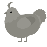 A ash chicken with a head pattern