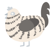 Pebble, a cream and grey chicken with a bar pattern