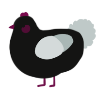 A black and silver chicken
