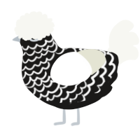 A sable and white chicken with a lace pattern