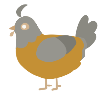 A gold and ash chicken with a head pattern