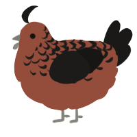 A russet and sable chicken with a half-lace pattern