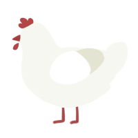 A white chicken