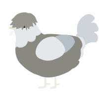 A ash and mist chicken with a head pattern