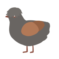 A grey and brown chicken