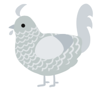 A silver and mist chicken with a lace pattern