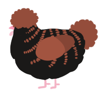 A sable and russet chicken with a half-bar pattern
