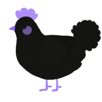 A black chicken with a double-lace pattern