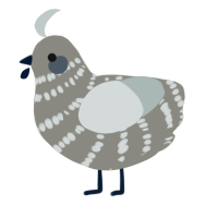 A ash and silver chicken with a bar pattern