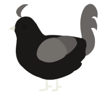A sable and grey chicken