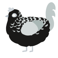 A sable and silver chicken with a half-lace pattern