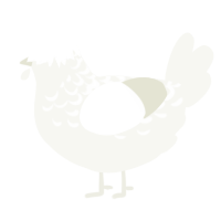 A white chicken with a half-lace pattern