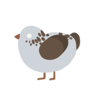 Cocopuff, a mist and bark chicken with a neck-speckle pattern