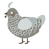 A ash and silver chicken with a lace pattern