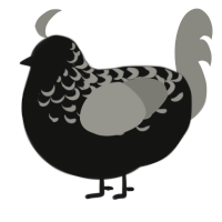 A black and ash chicken with a half-lace pattern