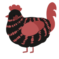 A sable and red chicken with a bar pattern