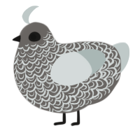 A grey and silver chicken with a double-lace pattern