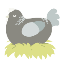 A ash and silver chicken with a neck-band pattern
