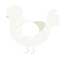 A white chicken with a half-bar pattern