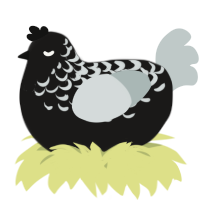 A sable and silver chicken with a half-lace pattern