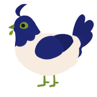 A cream and navy chicken with a head pattern