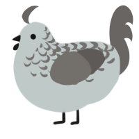 A silver and grey chicken with a half-lace pattern