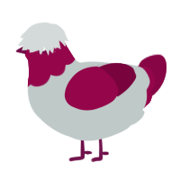 A silver and maroon chicken with a head pattern