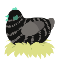 A black and grey chicken with a bar pattern