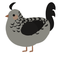 A ash and sable chicken with a half-lace pattern