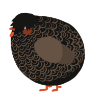 A black and bark chicken with a double-lace pattern