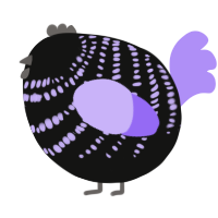 A black and lilac chicken with a bar pattern