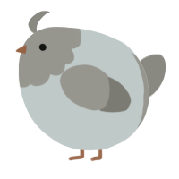 A silver and ash chicken with a head pattern