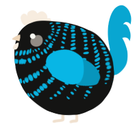 A black and cerulean chicken with a bar pattern
