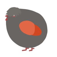 A grey and vermilion chicken