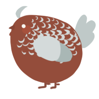 A russet and silver chicken with a half-lace pattern