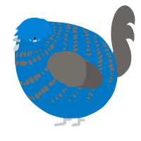 A sapphire and grey chicken with a bar pattern