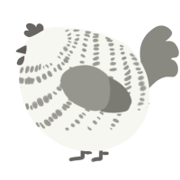 A white and ash chicken with a bar pattern
