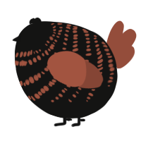 A black and russet chicken with a bar pattern