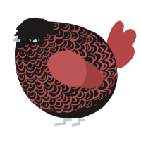 A sable and red chicken with a double-lace pattern