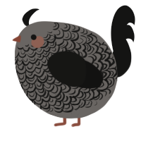 A grey and black chicken with a double-lace pattern